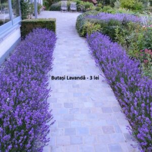 butasi de lavanda cu radacina in ghiveci butasi de lavanda pentru plantatie butasi lavanda pregatiti pentru livrare planta lavanda cu radacina