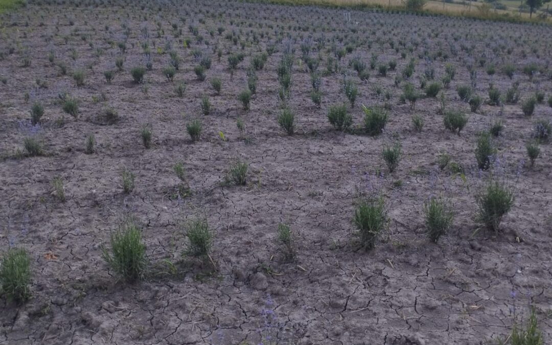 Cati butasi de lavanda intra la hectar – ghid pentru infiintarea unei plantatii de lavanda